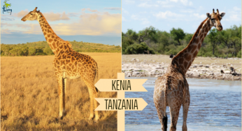 ¿Cuál es el mejor Safari? ¿Kenya o Tanzania?
