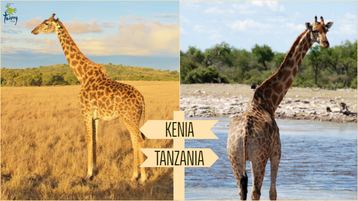safari kenia o tanzania