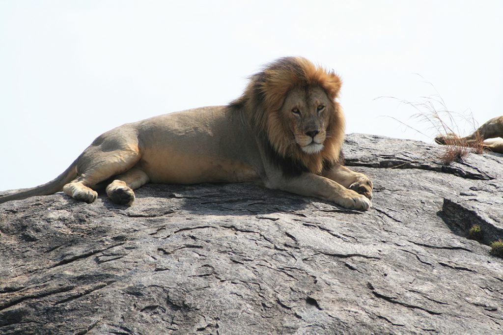 Clik para ver Caucaso mejores destinos junio El rey de la selva | Foto © Pilar García