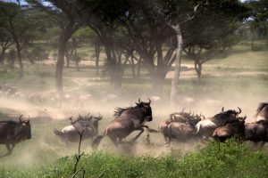 Ñus a la carrera en Tanzania | Foto © Joan Vidal