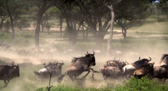 Tanzania. El Gran Espectáculo de la Migración. Llanuras de Ndutu