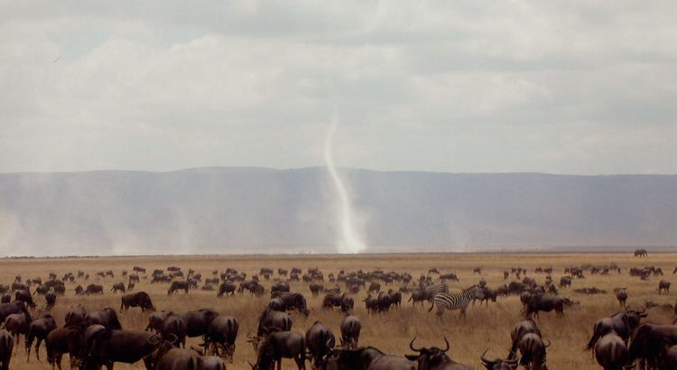 Ñus pastanto en Tanzania | Foto © J. Escribano