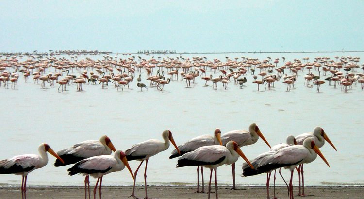 Lago Natron, Tanzania