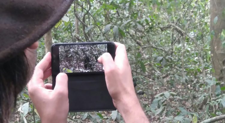 De Murchison Falls a la selva de Bwindi. Gorila trek. Autor Emilio Ayats