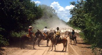 Viaje desde el Pantanal del Mato Grosso al altiplano andino