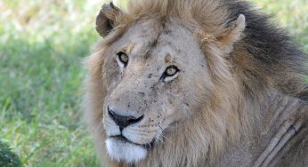 10 de Agosto día mundial del León