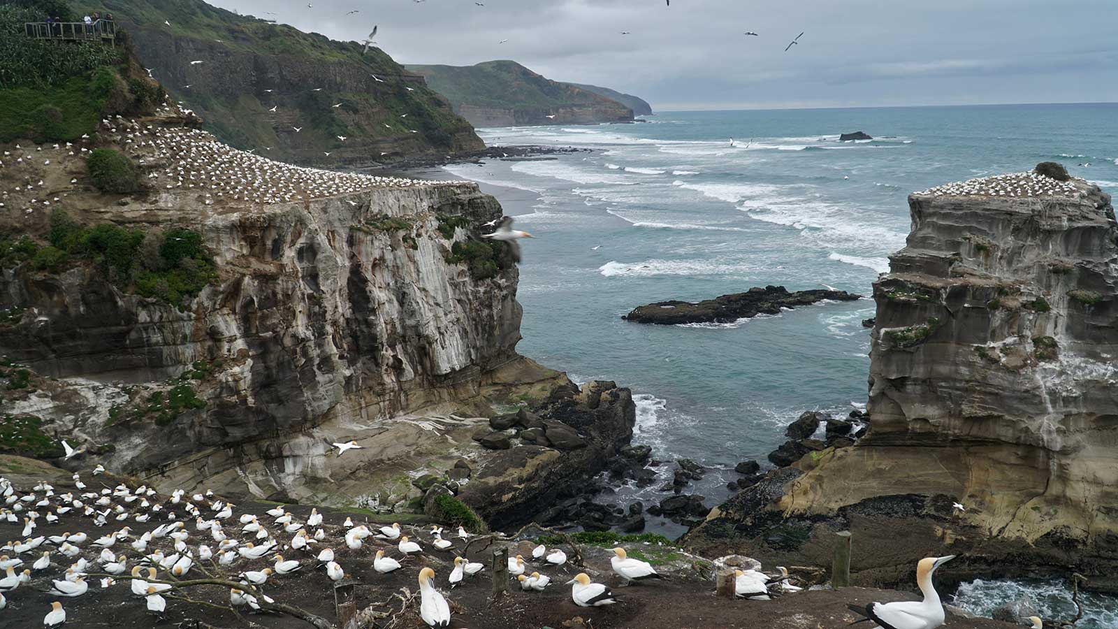 Autor Francisco Fernández efectuada en el viaje a Nueva Zelanda - Gannet colony