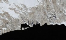 Viaje a Nepal - Yak far away in the mountain Karmele Gallastegui