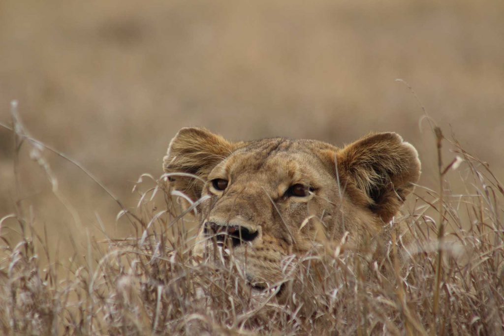 Begoña delgado | Safaris en Tanzania verano 2019