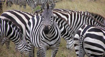 «Cebra de dos cabezas» fotografiada en Tanzania