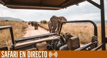 Safari en directo