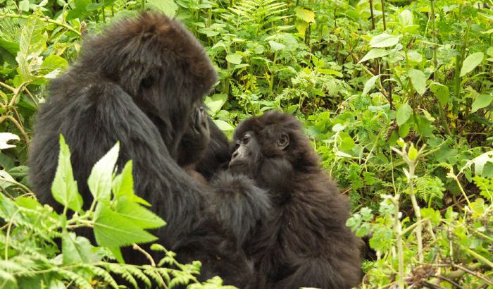 Gorilas en Uganda | Autor Luis J. Aroca