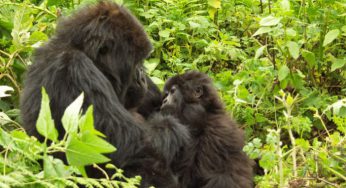 Uganda en agosto | Gorilas de montaña | Especial 3 de agosto