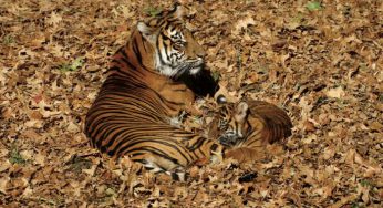 ¿Dónde ver tigres en la India? En busca del Tigre de Bengala semana santa 2023