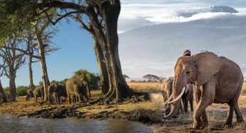 ¿Dónde es mejor para un Safari? ¿África Oriental o África Austral?