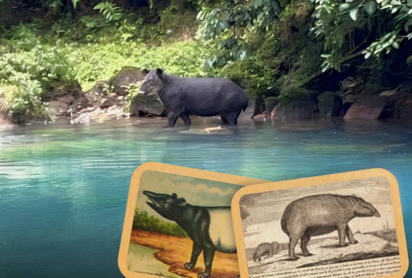 Costa Rica en navidad | Autor Guillem V.F. Costa Rica en navidad | Autor Guillem V.F.