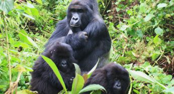 Encuentro con los Gorilas de Montaña en Uganda