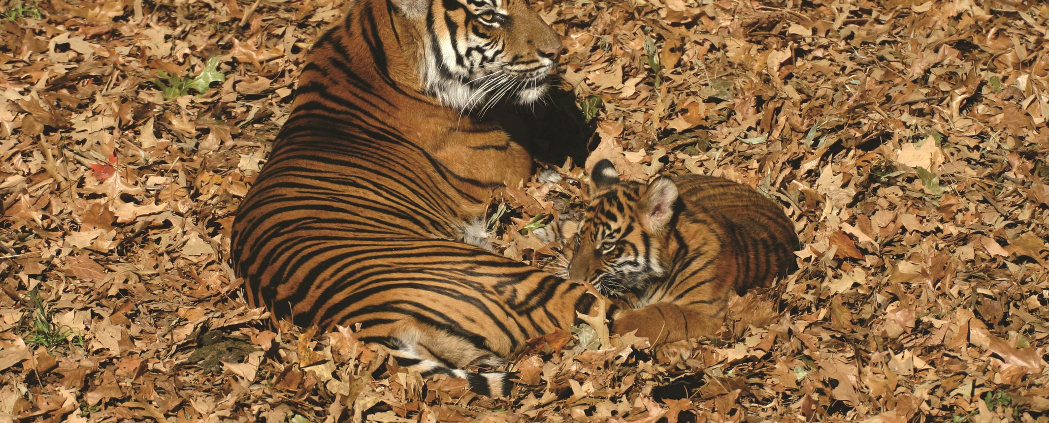 India clásica y reservas del Norte: en busca del tigre de Bengala — India