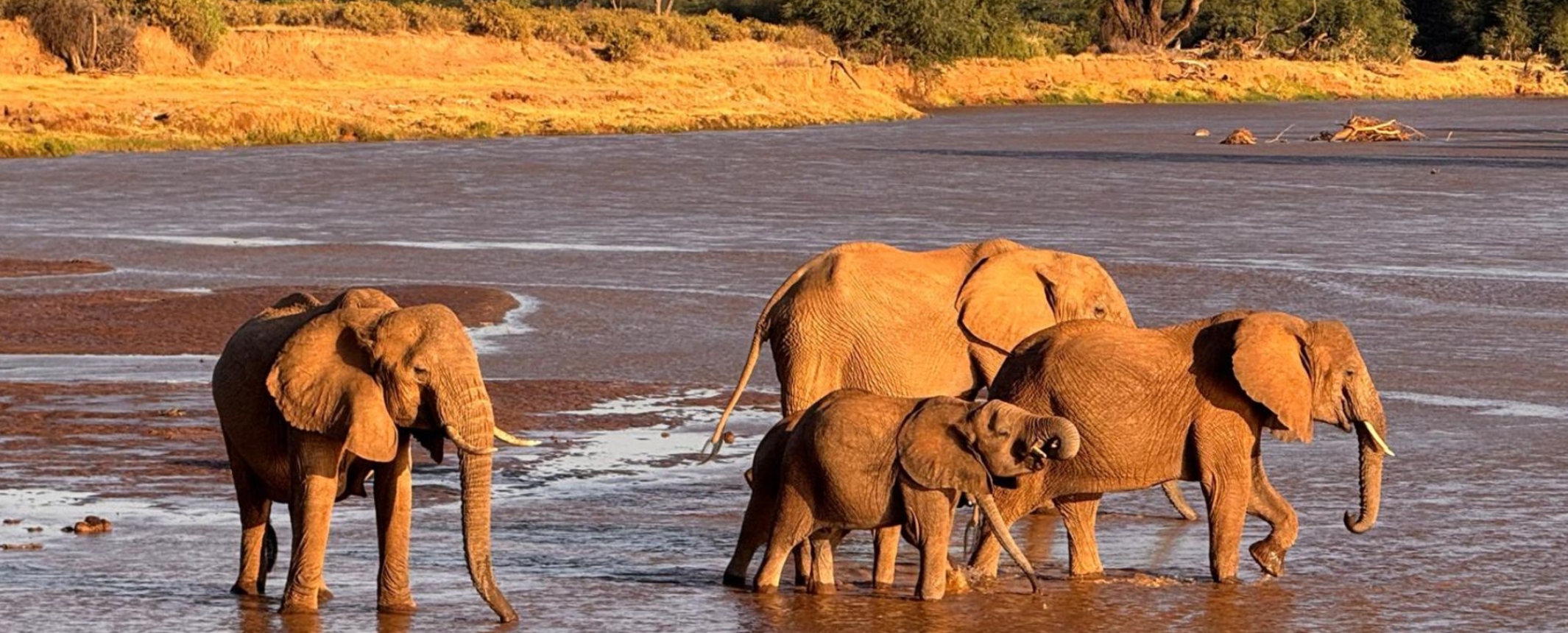 Safari Tuareg: Tierra de Samburus especial Navidad — Kenya